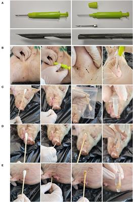 Inguinal lymph node sample collected by minimally invasive sampler helps to accurately diagnose ASF in dead pigs without necropsy